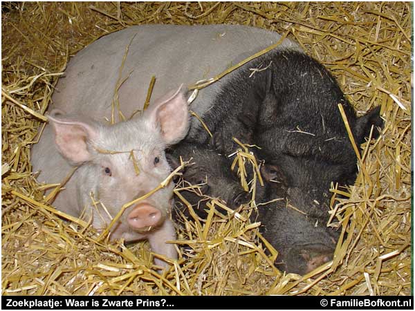 Zoekplaatje: Waar is Zwarte Prins?...
